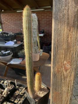 Weberbauerocereus spec.